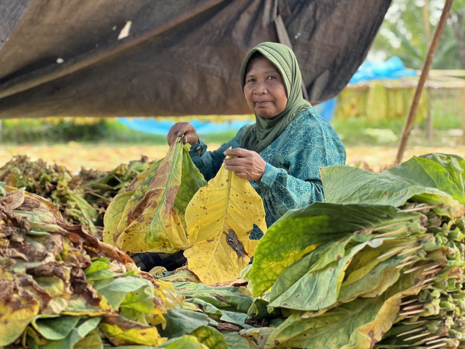 A local sorting tobacco leaves