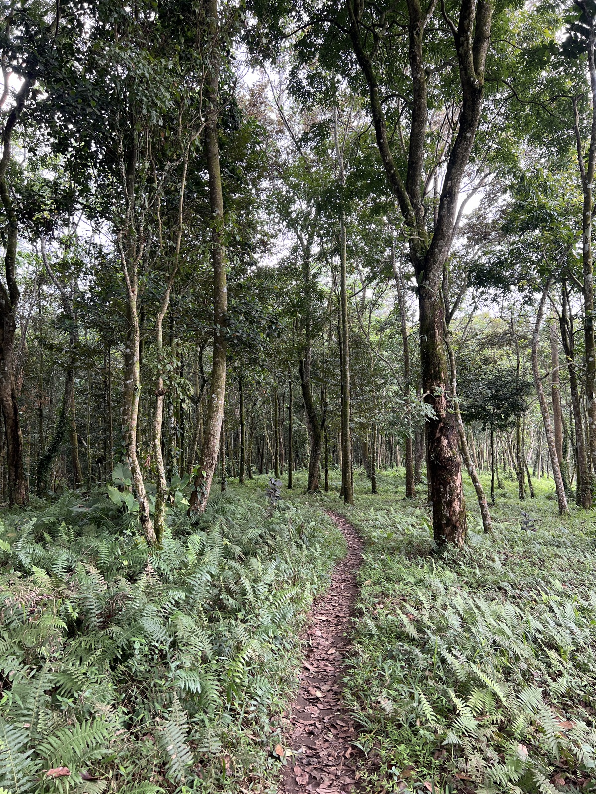 Tetebatu Monkey Forest