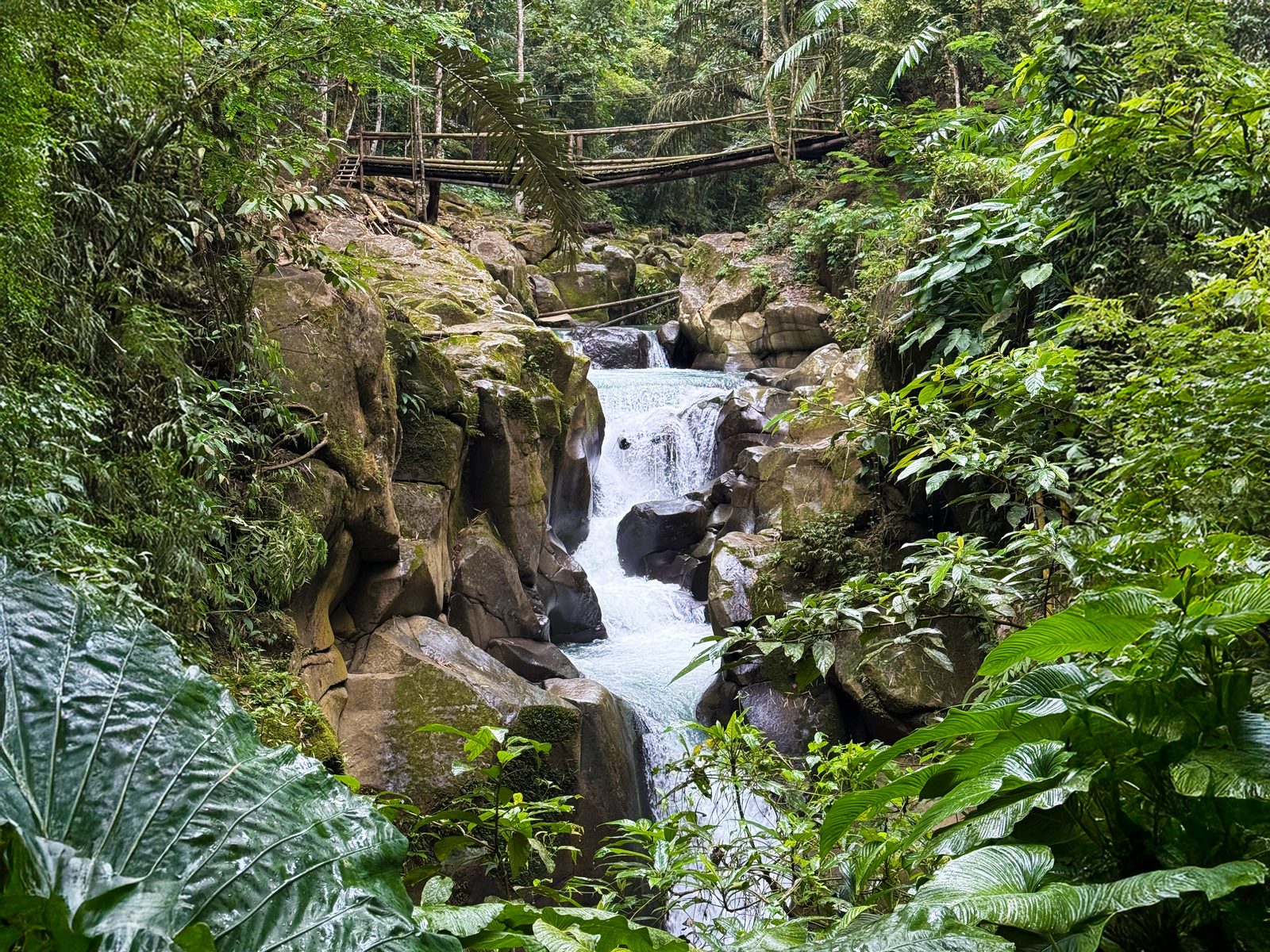 Cedar Forest Trail