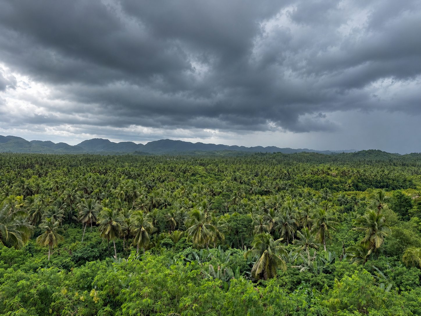 Coconut Plantation Viewpoint
