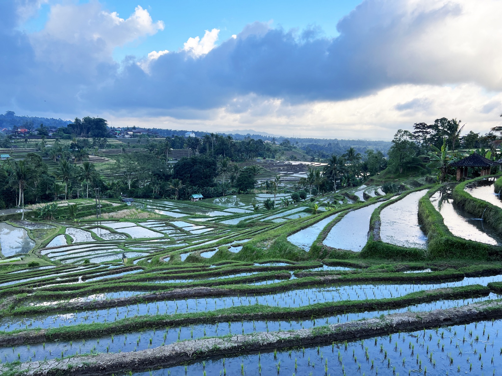Jatiluwih Rice Terraces