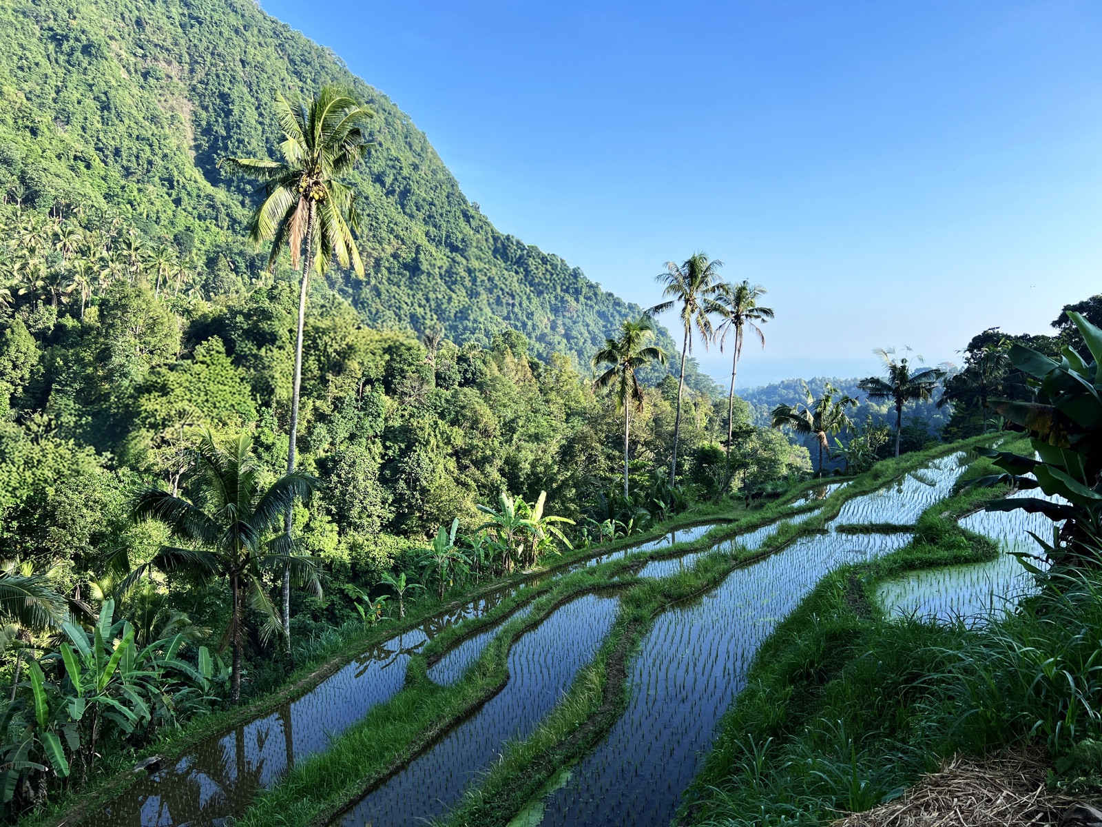 Fiji Rice Terraces