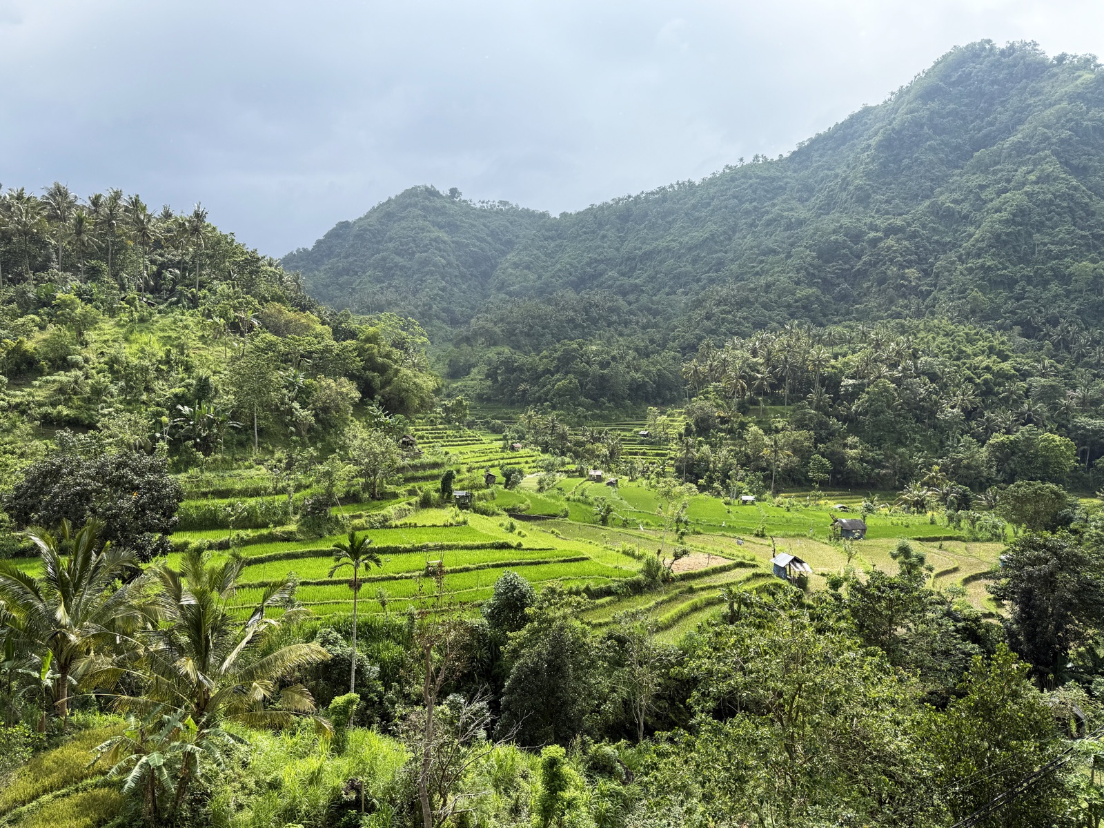 Berina Rice Terraces