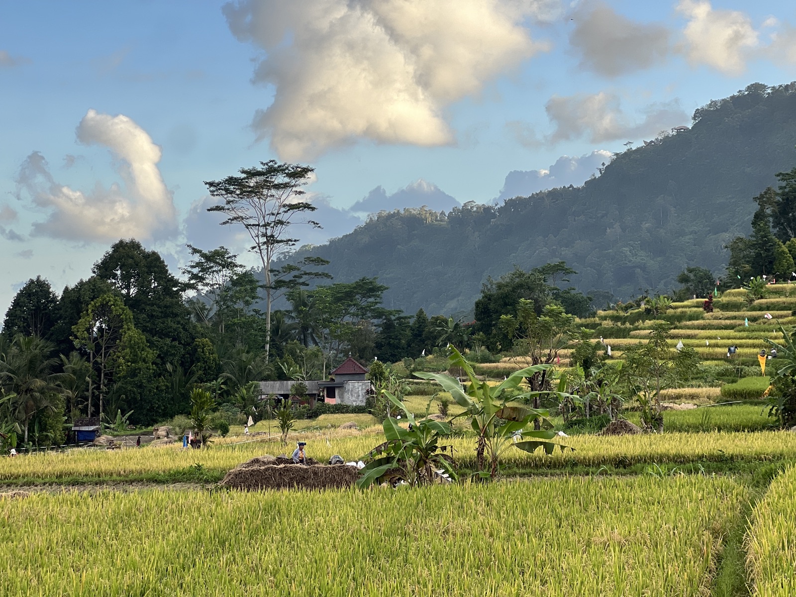 Sideman Rice Terraces